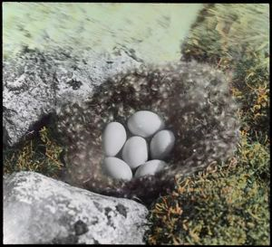 Image of Eggs of brant